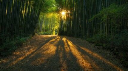 Obraz premium Sunlight Through Bamboo Forest