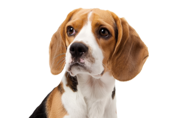 Beagle headshot with floppy ears Isolated on white background