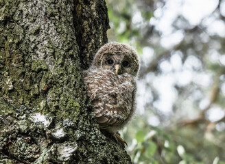 great horned owl