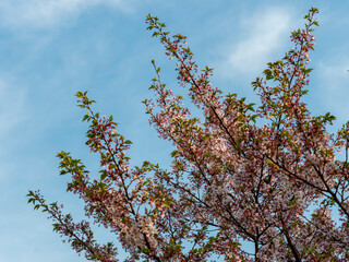 散り始めた公園の桜