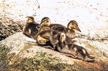 family of ducklings