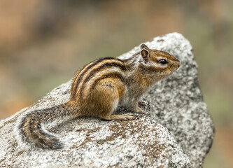 squirrel on a rock