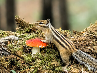 fly mushroom