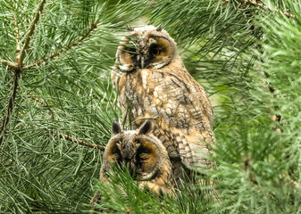 owl