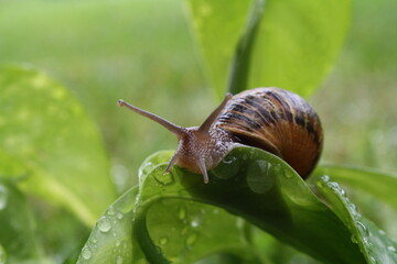 Snail on leaf