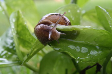 Snail on leaf 