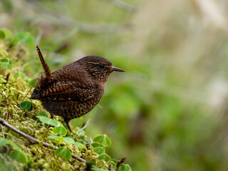 森の緑あふれる風景の中に佇むミソサザイ