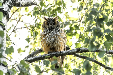 great horned owl