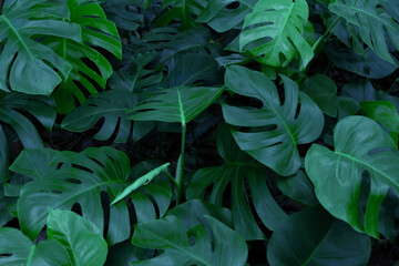 Tropical bush plant jungle wall background with monstera blur leaves. Lush green foliage, banner. Large monstera deliciosa growing wild in tropical climate.  © Rungsan