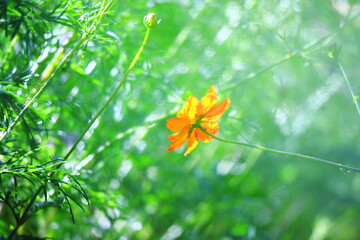 緑の中の黄色いコスモスの花