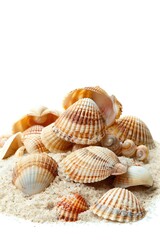 A heap of sea shells found on the beach