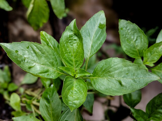 fresh basil leaves