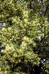 Obraz premium Yellow inflorescences of a heart-shaped lime tree in the city garden