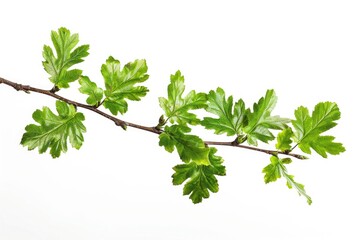 A close-up view of a tree branch with lush green leaves, ideal for use in nature-inspired designs or as a symbol of growth and renewal