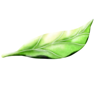 Green leaves falling from trees