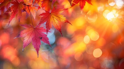 Fototapeta premium Autumnal End-of-Year Web Banner with Red and Yellow Maple Leaves and Soft Bokeh Background
