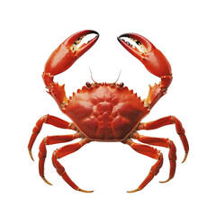  Close-up of Red crab with powerful claws isolated on white background.