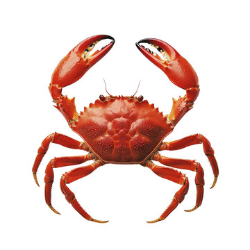 Close-up of Red crab with powerful claws isolated on white background.
