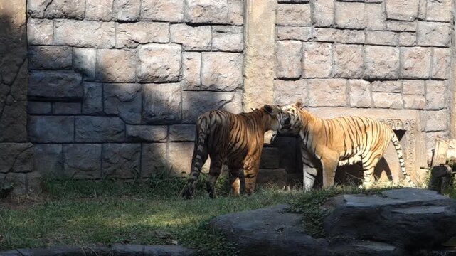 A pair of tigers with the Latin name Panthera tigris kissing each other