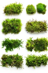 Close-up shot of various moss species on a white surface, ideal for use in nature-themed projects or as decorative element