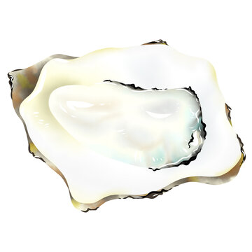 Fresh and clean oysters