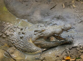 Fototapeta premium Saltwater crocodile in the mud, mouth open. close up photo
