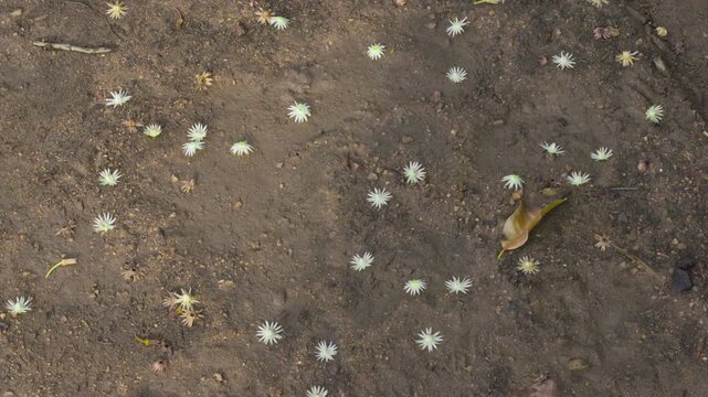 cute flowers of Mimusops elengi flowers or Bokul flowers a small flower fell on the ground.