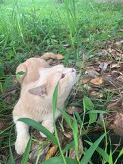 A cute, fluffy, light-colored cat sits in the garden.