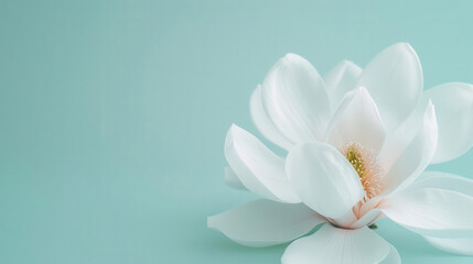 Fototapeta premium Beautiful magnolia head in soft focus, flower head, delicate beauty