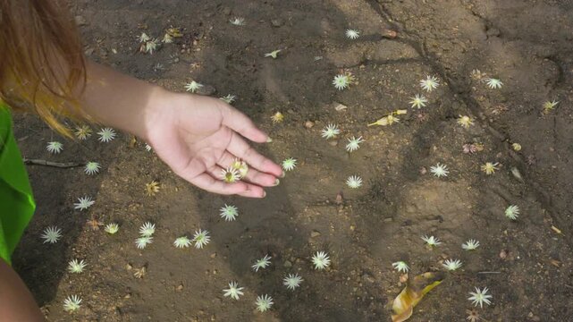Young woman's hands are picking up small fallen flowers, on a ground with fragrant yellow and white flowers. (Mimusops elengi flowers or Bokul flowers)