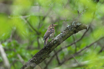 A young bird of Narcissus Flycatcher looking for food