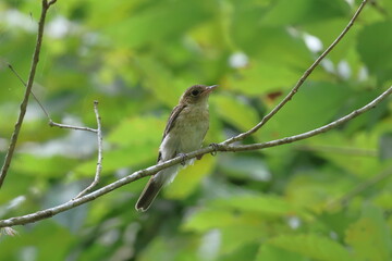 A young bird of Narcissus Flycatcher looking for food