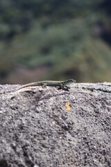 lizard on the stone