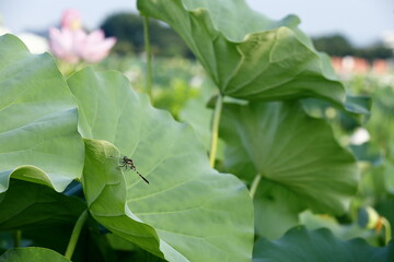 日本のハスとトンボ © aki_insta212