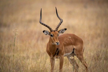 Fototapeta premium Impalas are medium-sized antelopes that roam the savanna and light woodlands of eastern and southern Africa. In the rainy season, when food is plentiful, they may gather in large herds