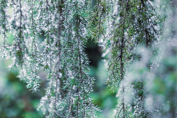 Blue green nature background of coniferous branches after rain. Juniper Horstmann Pendula. Bokeh with light reflection