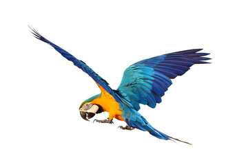 Colorful flying Blue and Gold Macaw parrot isolated on transparent background png file
