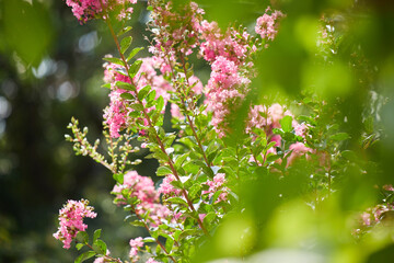 真夏の公園の満開のサルスベリの花の風景