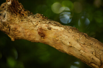 真夏の森の樹幹にある蝉の殻の様子
