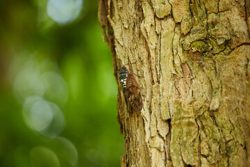 真夏の公園の森にいる蝉の様子