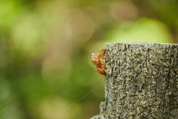 真夏の公園の森にある蝉の殻の風景