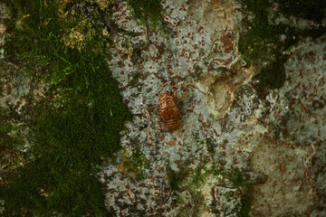 真夏の公園の森にある蝉の殻の風景