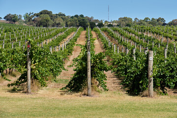 Rows of vine on the Bellarine Peninsula - Bellarine, Victoria, Australia