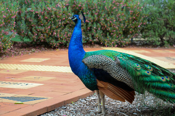 Peacock in the park