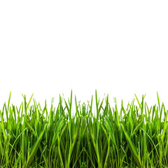 Obraz premium Lush Green Grass Blades Against Black Background - Perfect for Botanical and Nature-Themed Projects