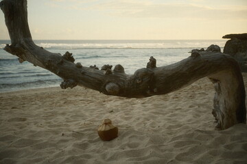 Weathered and damaged wooden logs and dried coconut shells are located on the edge of a white sandy...