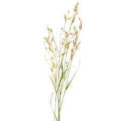 Fototapeta premium Elegant Botanical Illustration of Dried Grass Stems on Black Background for Nature and Botanical Art Lovers