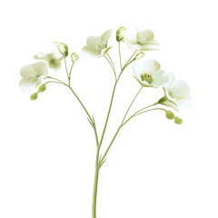 Delicate White Flowers on Green Stems Isolated on Black Background - Botanical Nature Photography