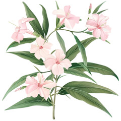 Beautiful Botanical Illustration of Pink Flowers and Green Leaves in a Natural Setting
