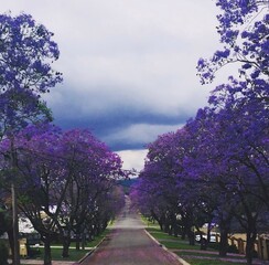 Jacaranda trees out and about on country drive